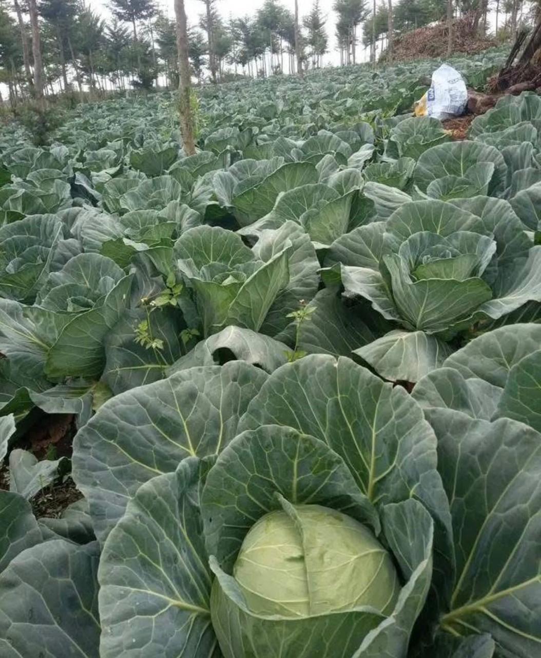 CABBAGE