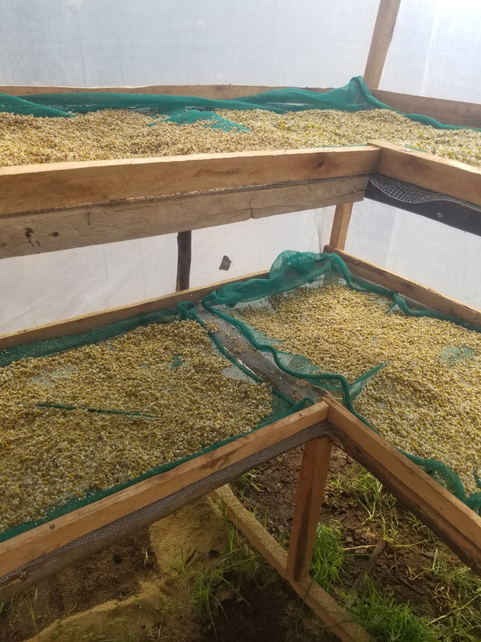 Fresh Chamomile