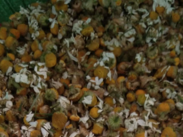 CHAMOMILE FLOWERS