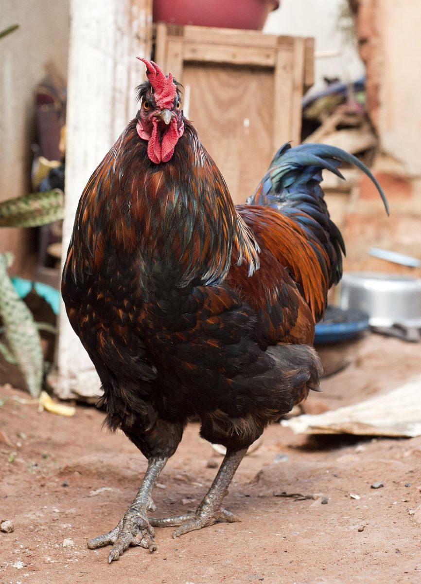 KUKU WINGS FEET – 950.00 KSh