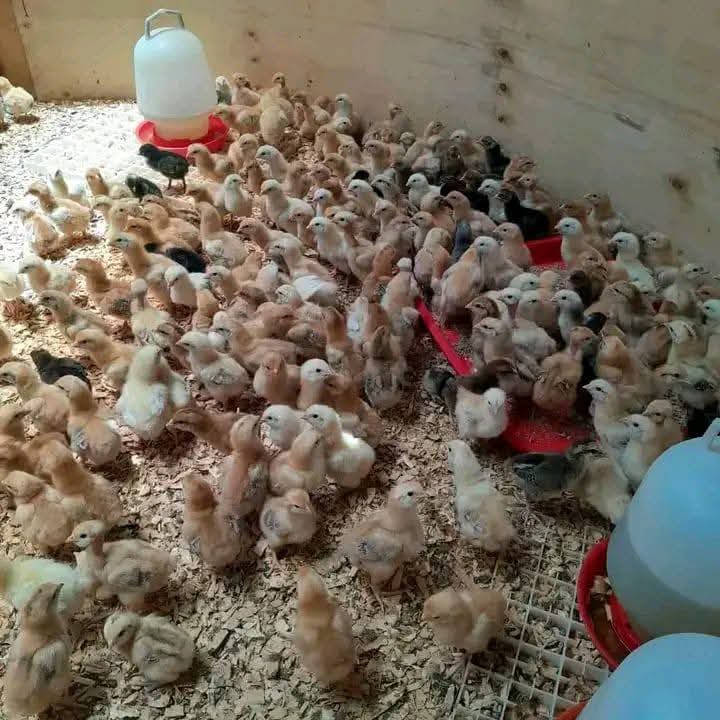 Improved Kienyeji Chicks
