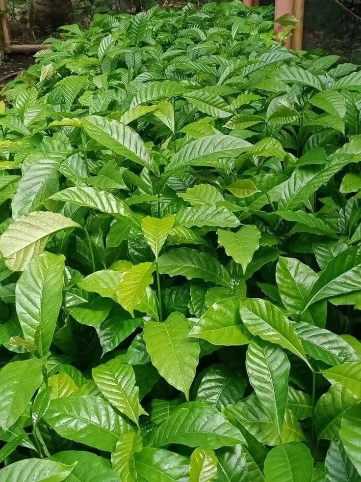 Cocoa Seedlings