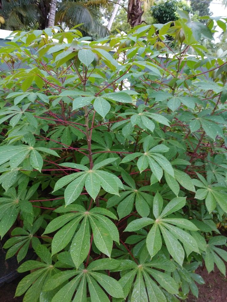 Silk Floss seedlings