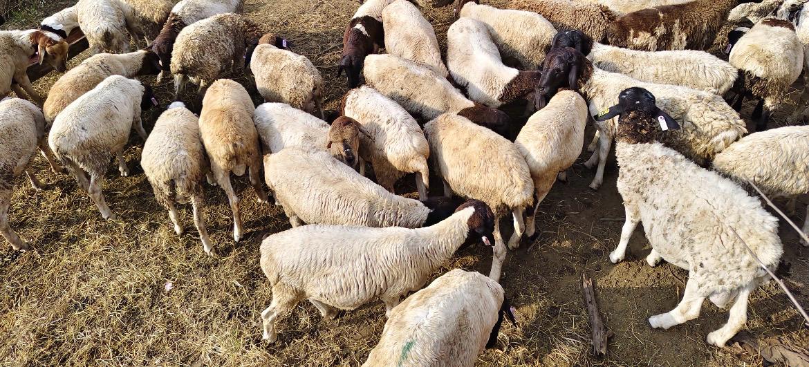 DORPER SHEEP