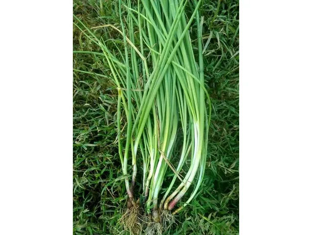 F1 HYBRID RED ONION SEEDDLINGS