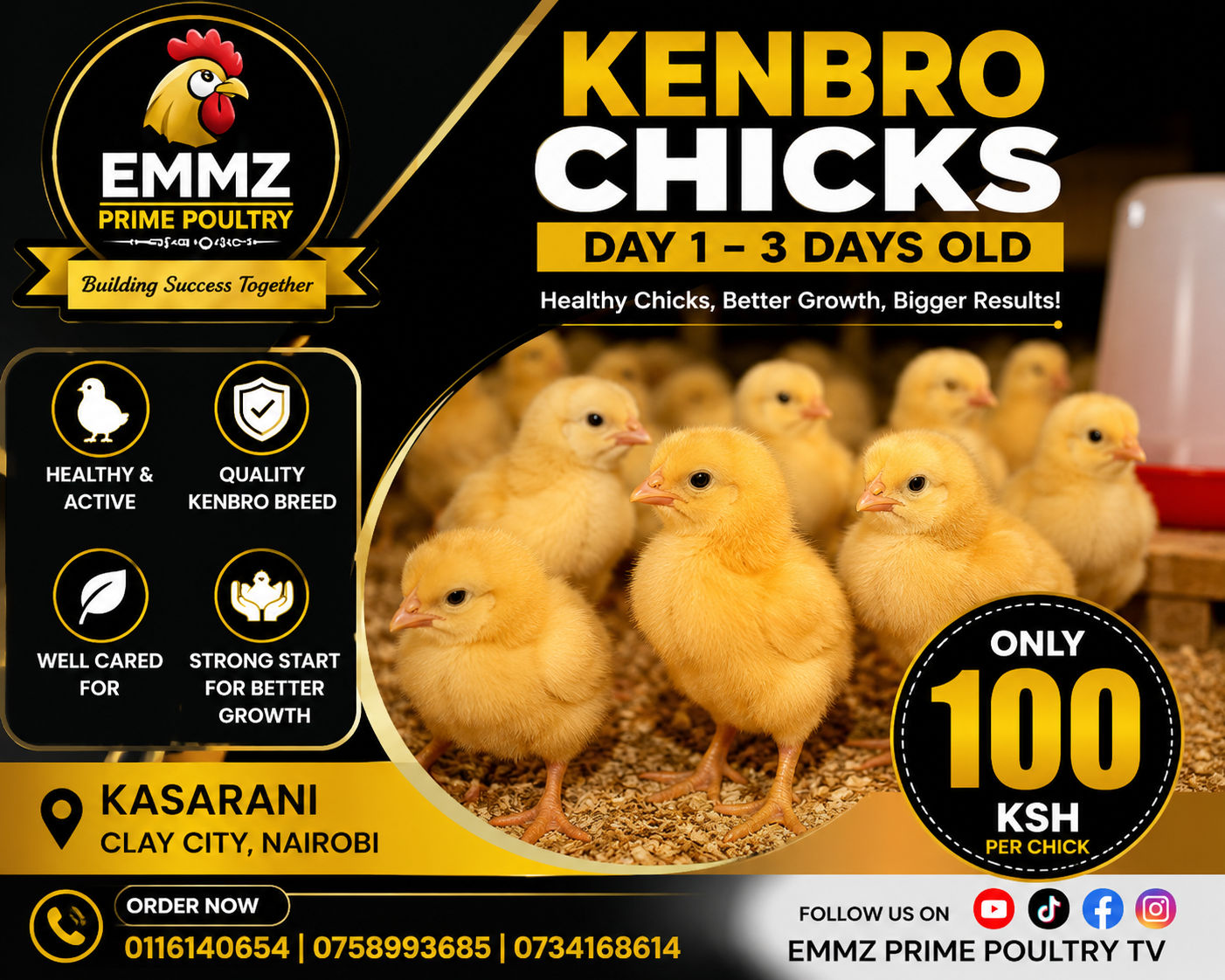 Kenbro day 1Chicks