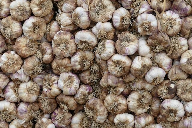 Garlic Seed