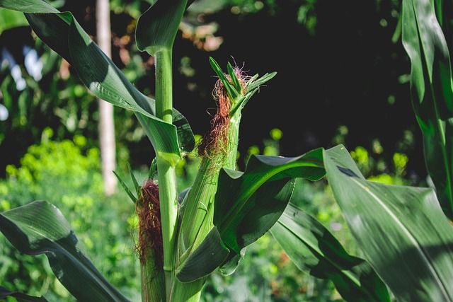 Green Maize