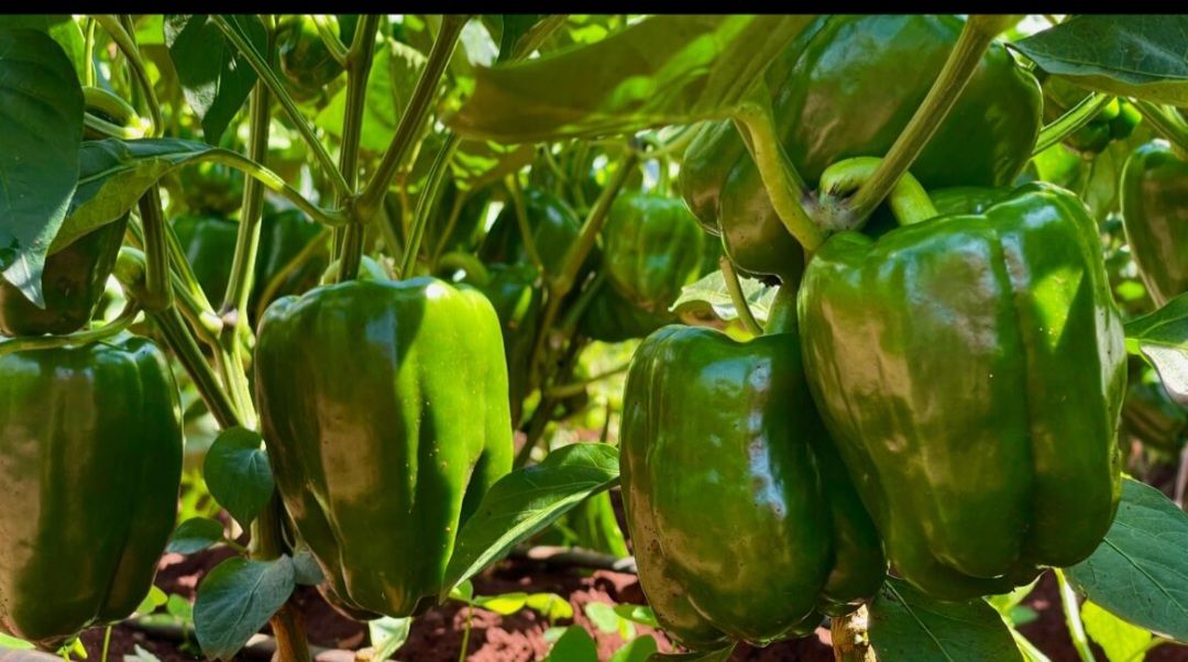 HOHO/GREEN CAPSICUM - 65.00 KSh