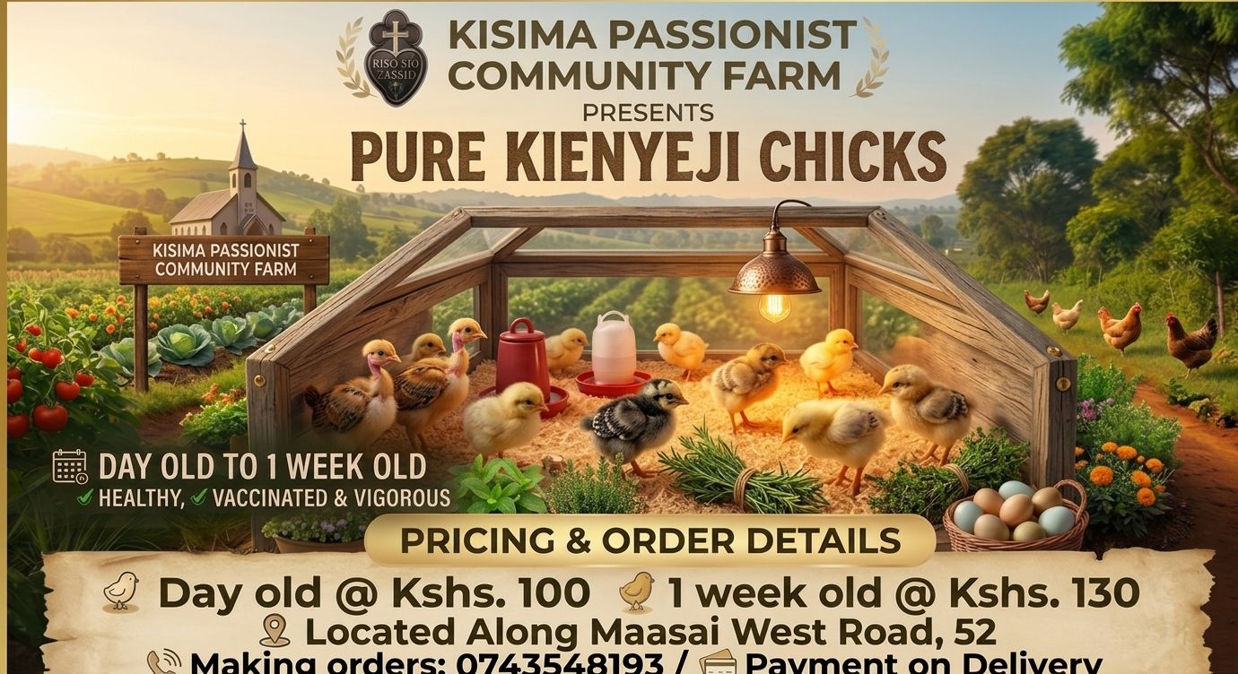 Pure kienyeji chicks