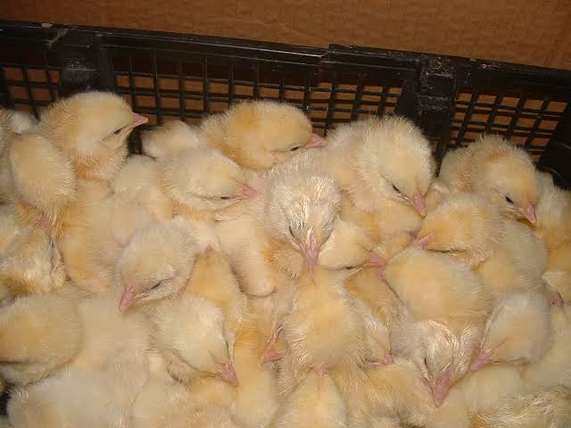 Hatched chicks