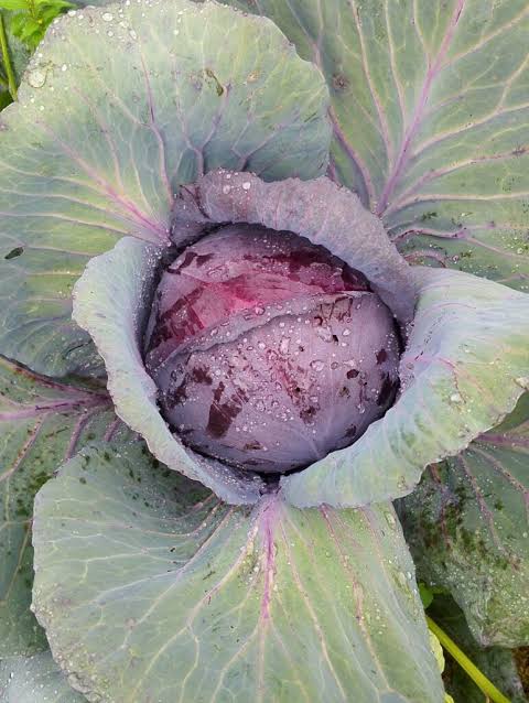 RED CABBAGE – 200.00 KSh
