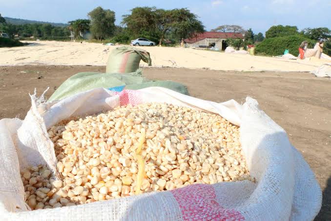 Maize