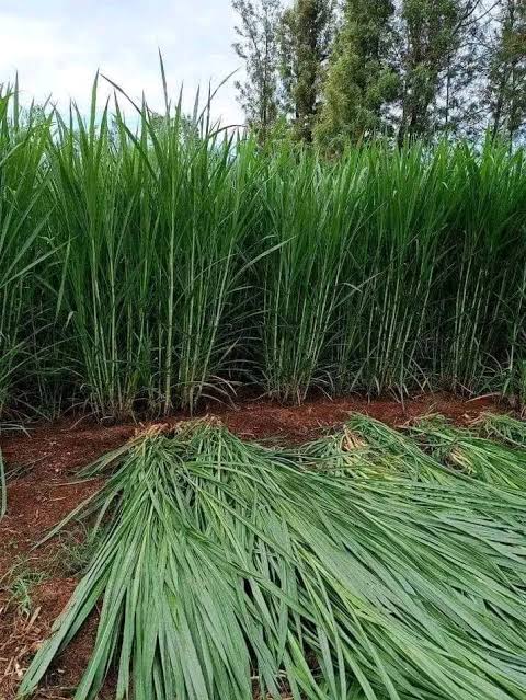 NAPIER GRASS - 10000.00 KSh