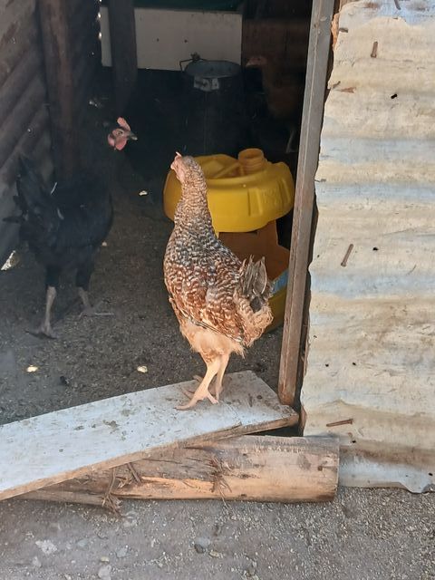 Improved kienyeji hen
