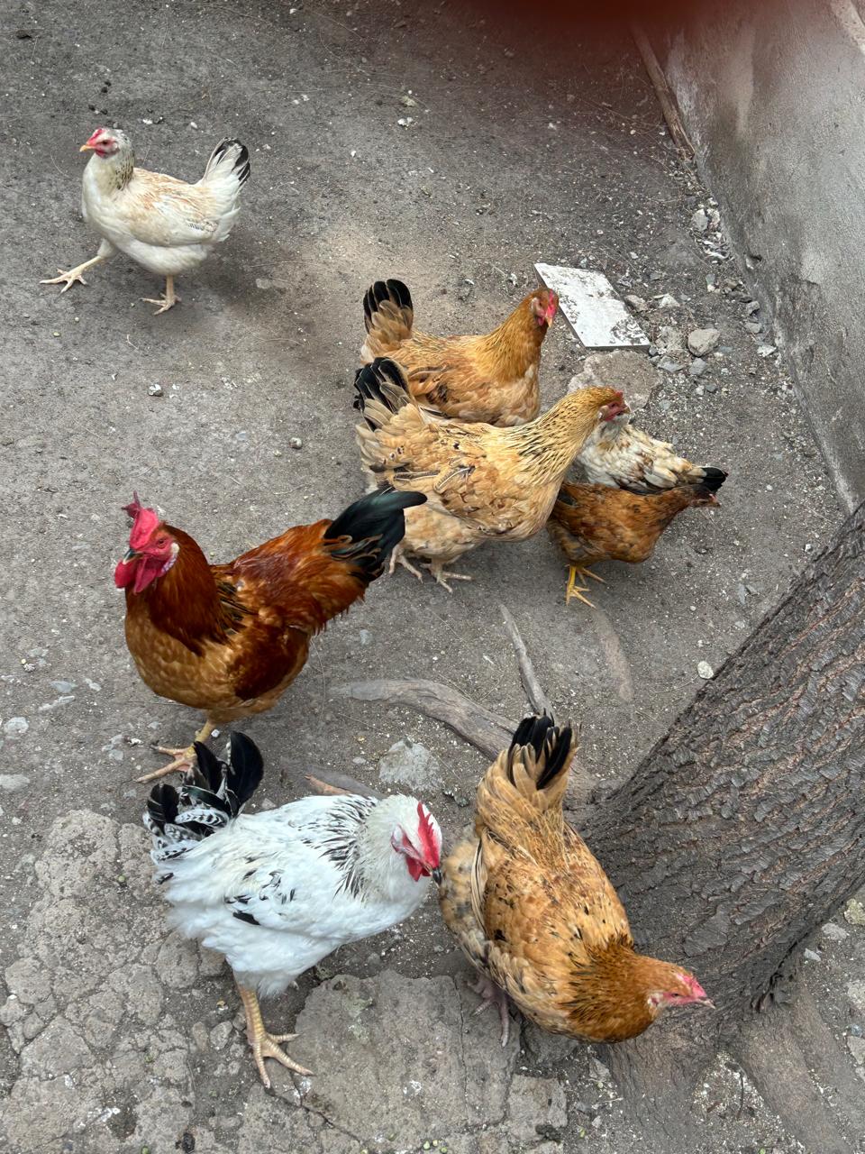 Kienyeji Chicken - Chicks
