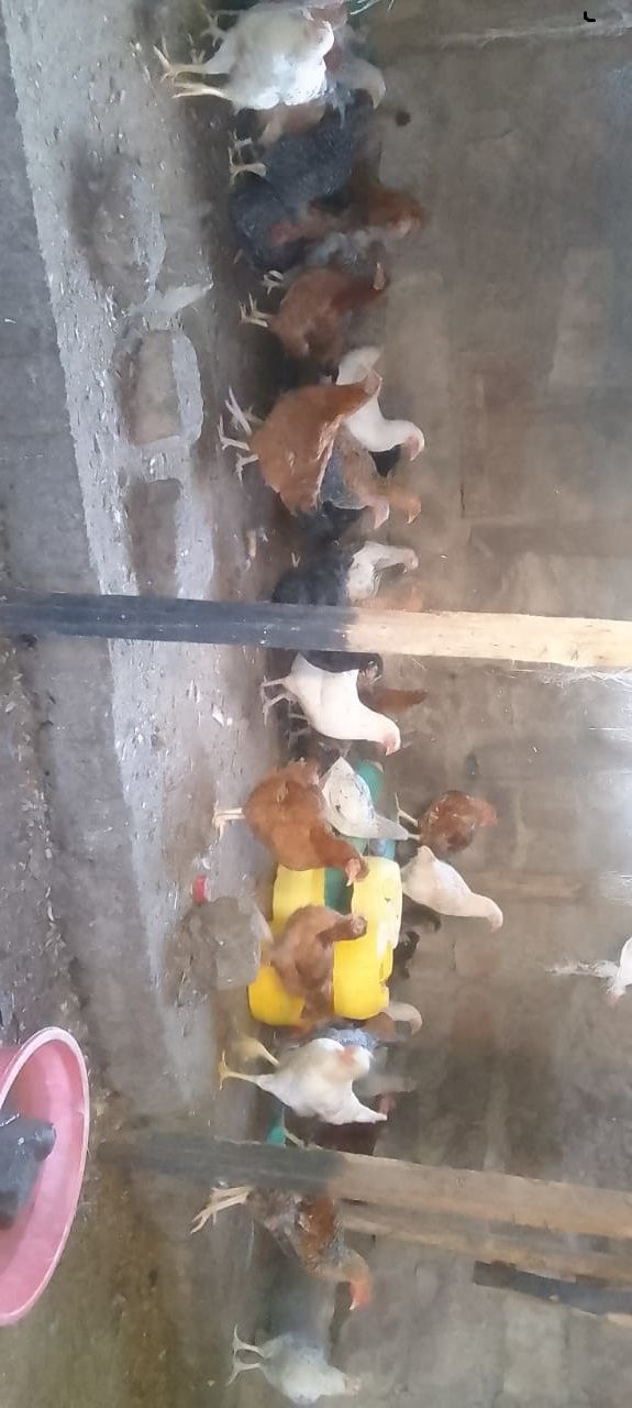 pure breed kienyeji chicken