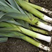 LEEK ONIONS - 70.00 KSh