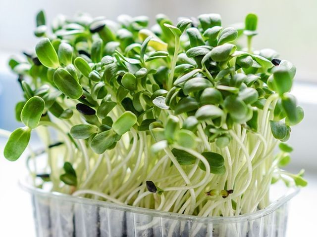 Sunflower Microgreens