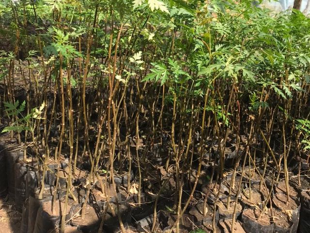 MUKAU SEEDLINGS - Additional View