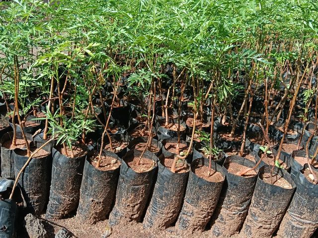 Melia volkensii (Mukau) seedlings