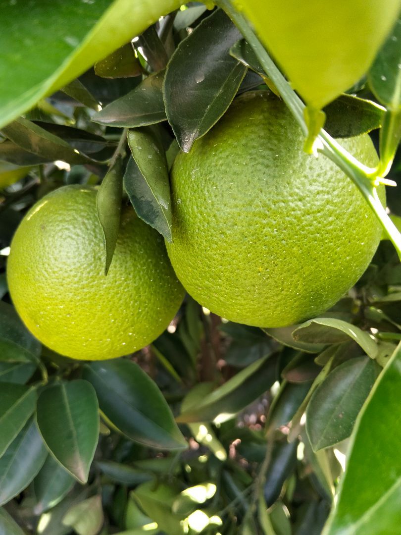 ORANGES - 30.00 KSh