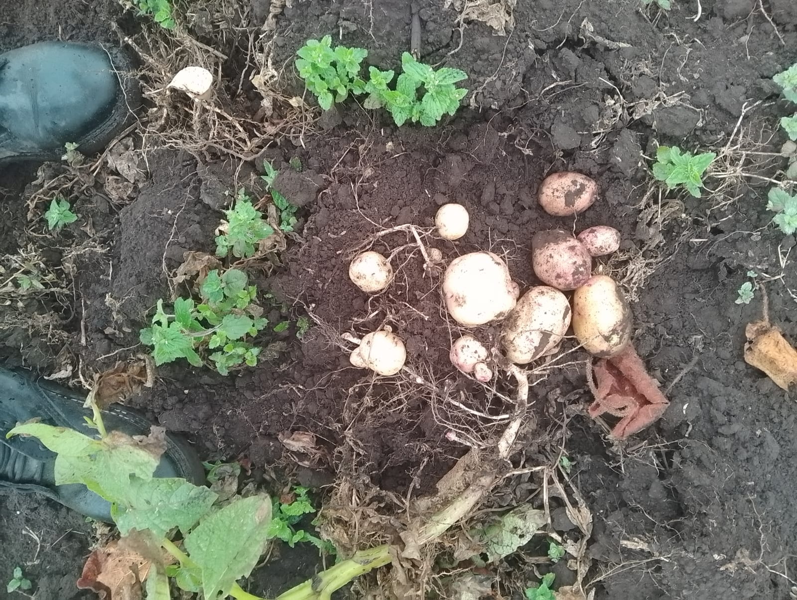 Potatoes