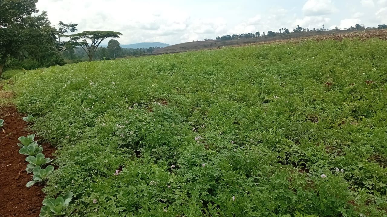 Potatoes