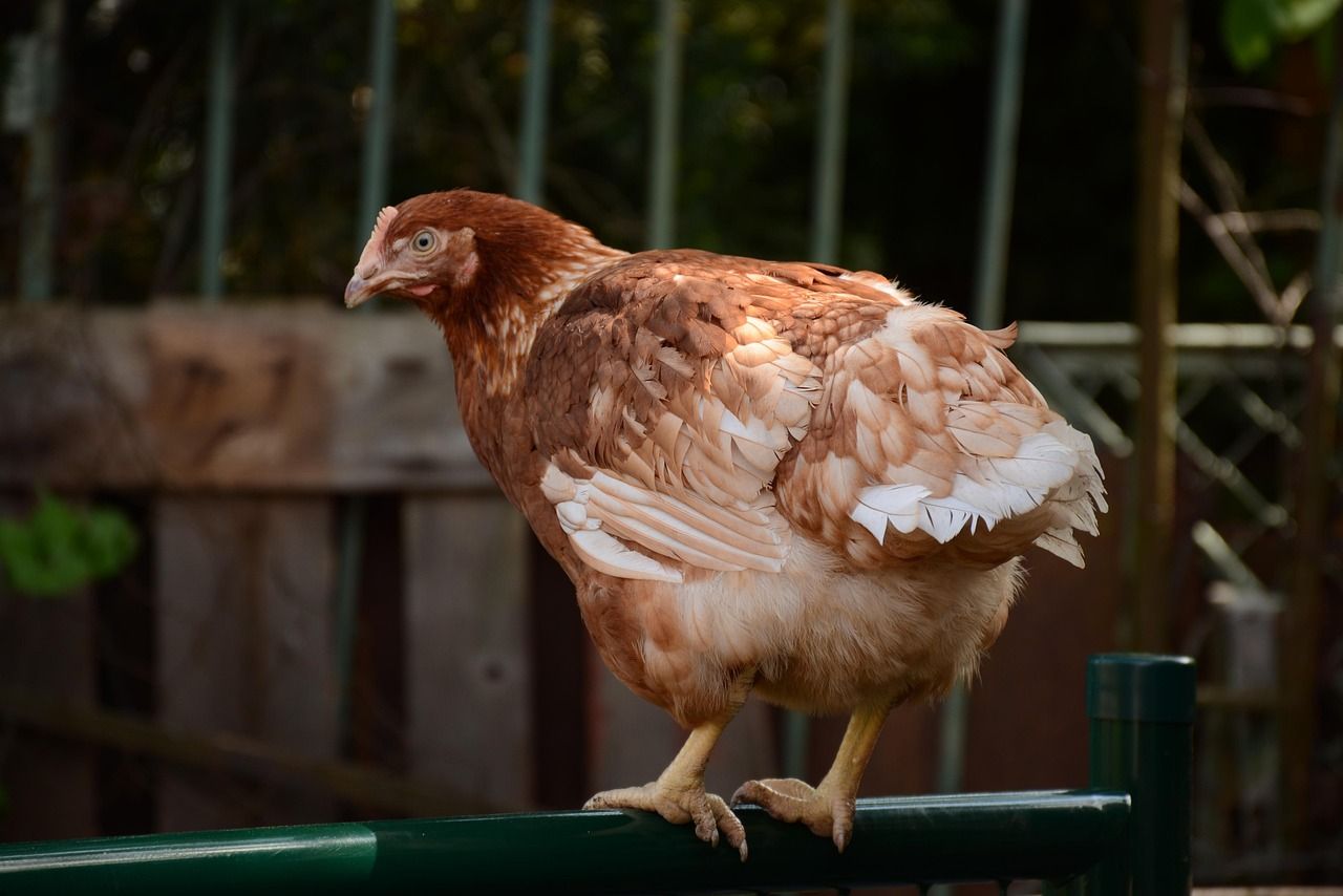 KIENYEJI CHICKS