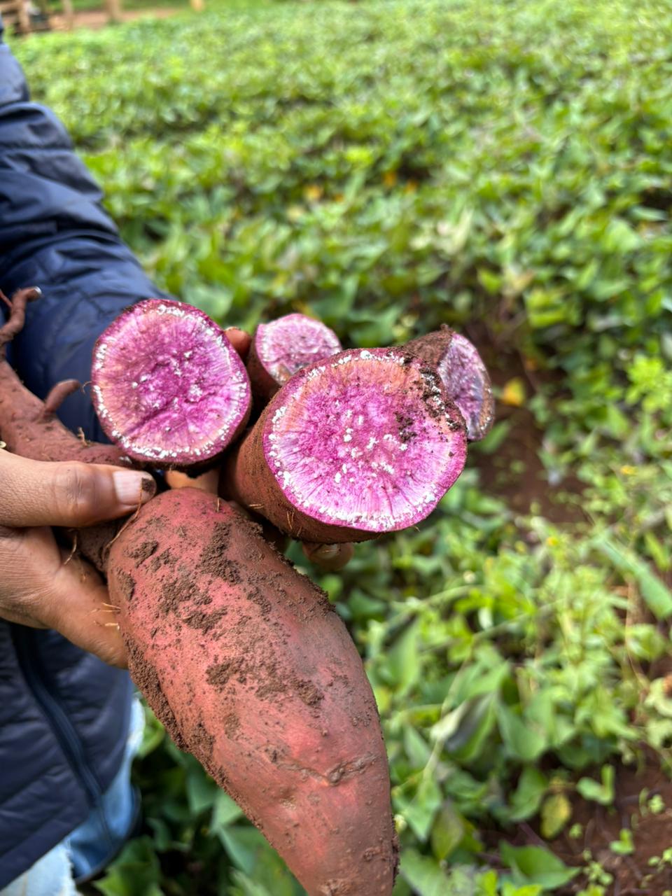 Purple SweetPotato