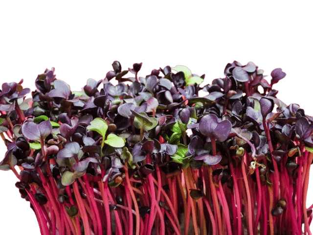 Radish Microgreens