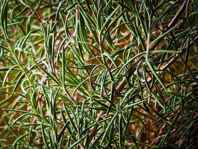 HERBS PLANTS