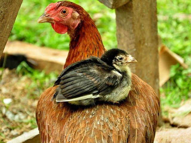 Sasso chicken