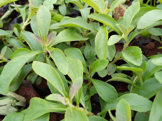 STEVIA SEEDLINGS