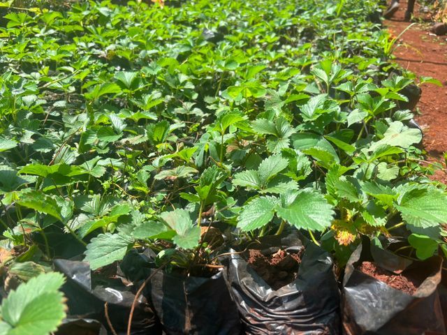 Chandler Strawberry Seedlings