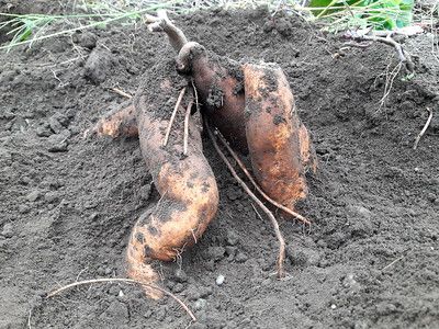 Sweet Potatoes
