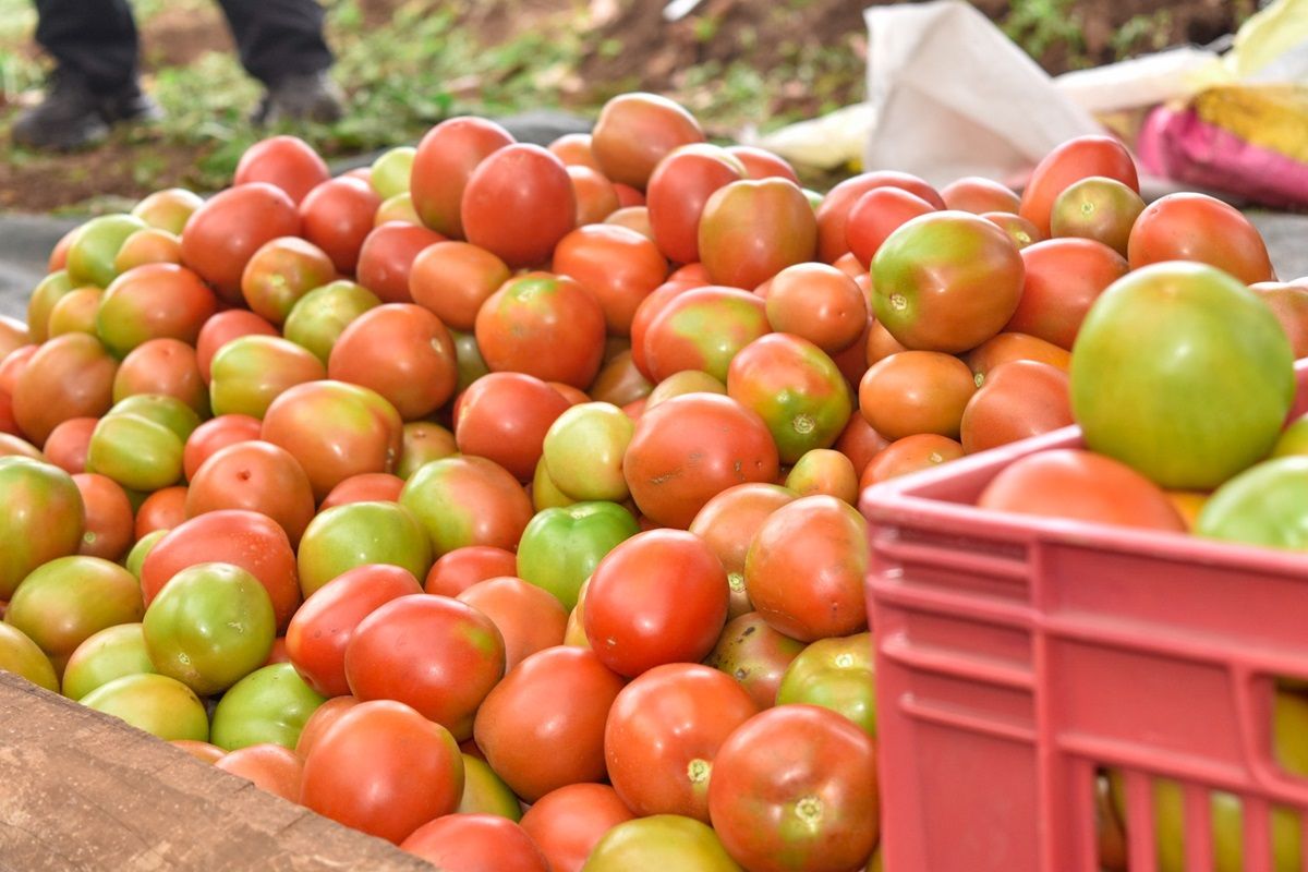 Tomatoes
