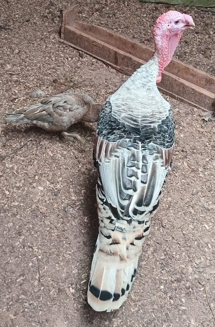 TURKEY