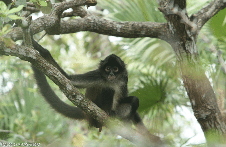 Bolivia cropped