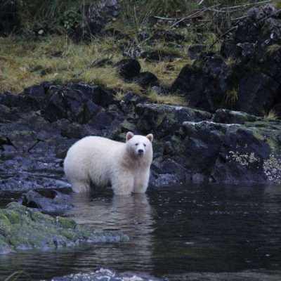 Spirit Bear salmon fishing, Canada