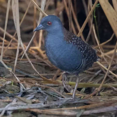 Black_Rail-Laterallus_jamaicensis-Brazil-by-Hector-Bottai-CC-Wikipedia-min-aspect-ratio-1000-710-1.webp