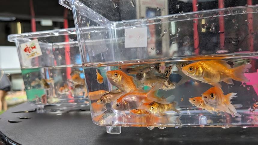 Fish@Bugis+ at Bugis+