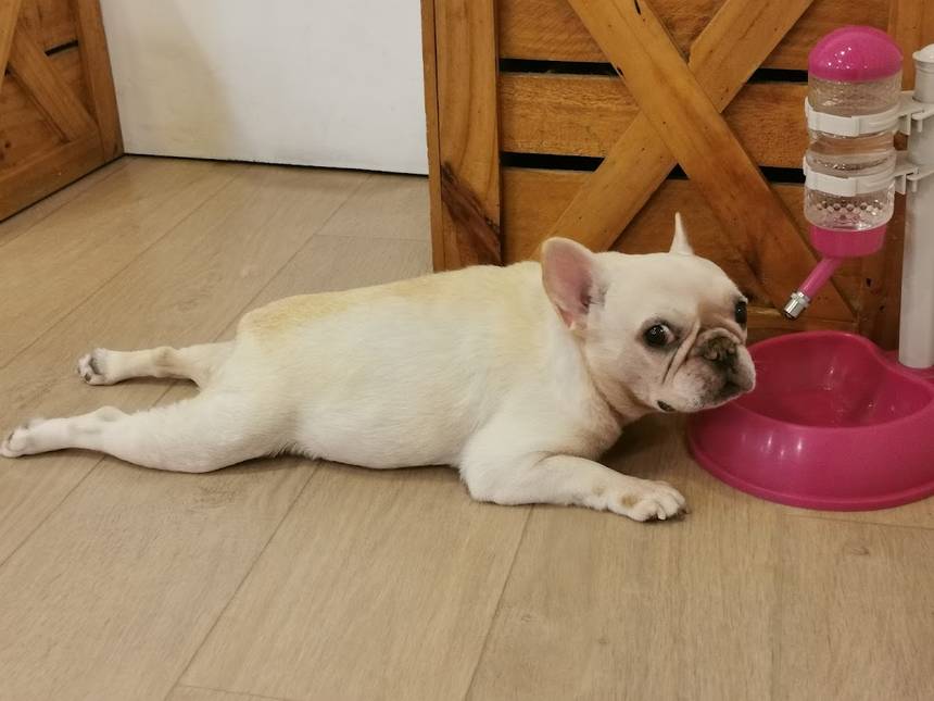 WTF We are the Furballs at Bugis+