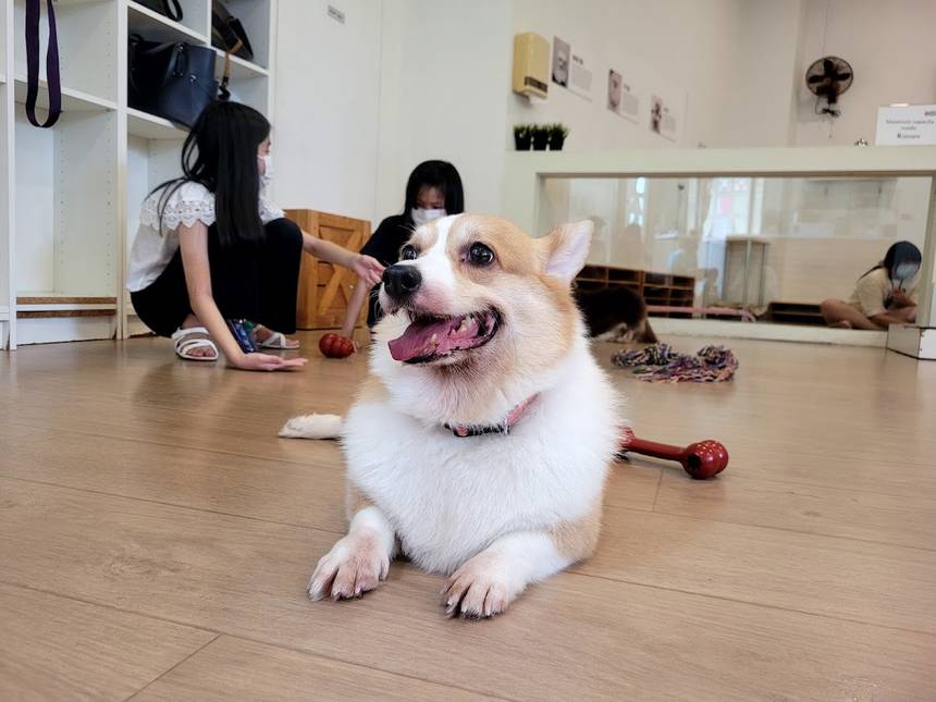 WTF We are the Furballs at Bugis+