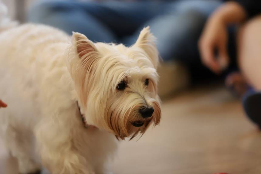 WTF We are the Furballs at Bugis+