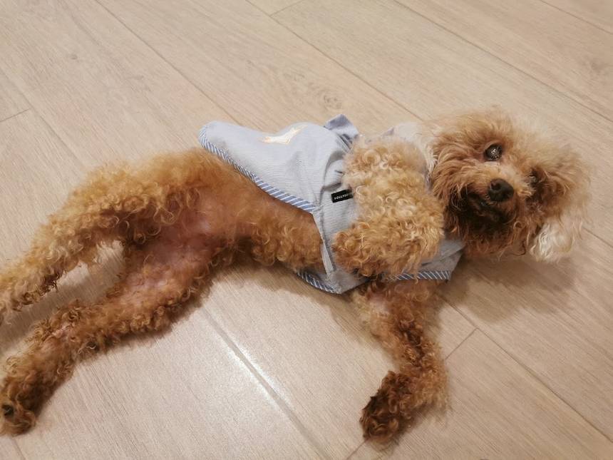 WTF We are the Furballs at Bugis+