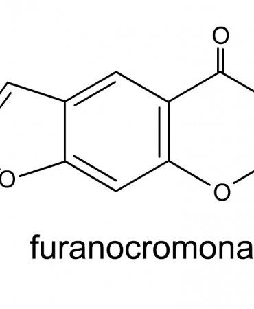 Furanocumarinas, o que são?