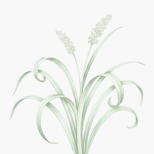 Capim Limão Premium