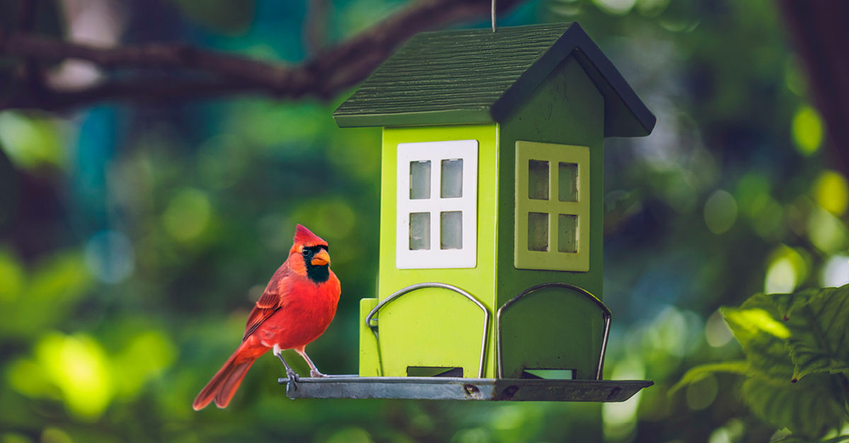 A red cardinal perched on a green birdhouse feeder with a leafy background.