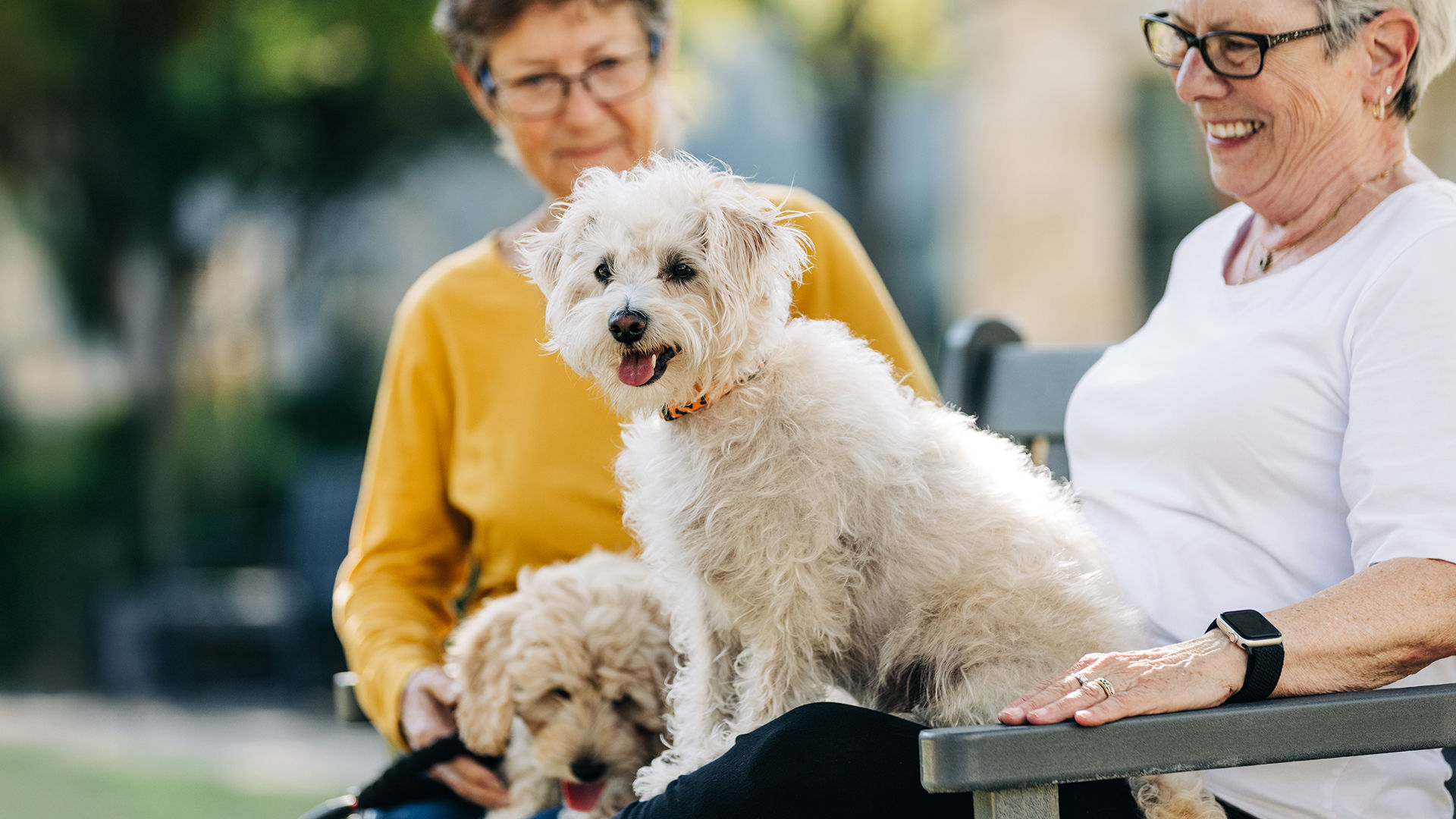 Two women sitting on a bench with two small, fluffy dogs. One dog is sitting on a lap, and the other is standing, both looking content.